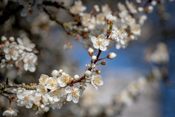 White spring flower blossoms cherry plum