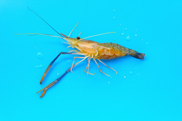 a live prawn on a blue background