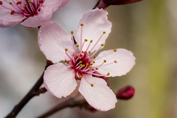 Cherry plum blossom close up