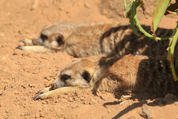 Obraz premium A pair of meerkats lying down together