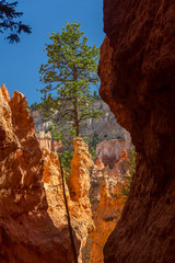 Bryce Rock and Tree