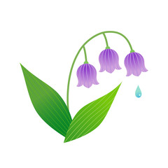 Lily of the valley isolated on white background