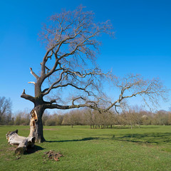 alte Eiche in einem Park bei Magdeburg im Frühling 