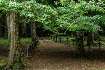 Obraz premium Roads and paths in deep forest