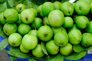 Fresh Green Guavas of Bangladesh