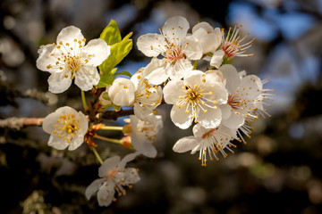 White spring flowering tree blossom cherry plum serviceberry