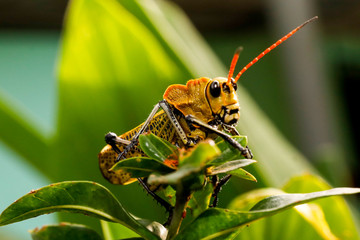 grasshopper on leaf