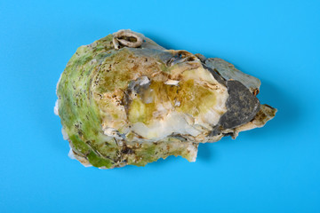 top view oyster shell on blue background