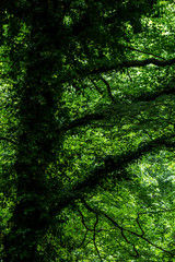 Green deep forest