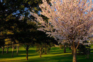 Single Japanese flowering Cherry Sakura tree in High Park Toronto