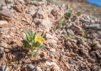 The lesser golden desert snapdragon (Mohavea breviflora) derives its genus name from the Mojave Desert.