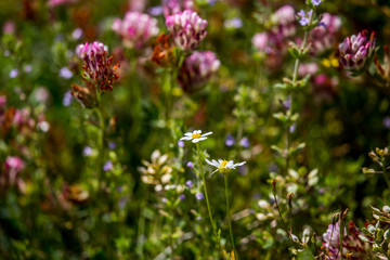 details of colorful flowers