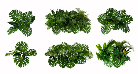 Green leaves of tropical plants bush (Monstera, palm, rubber plant, pine, bird’s nest fern) floral arrangement indoors garden nature backdrop isolated on white background thailand,  © eakarat