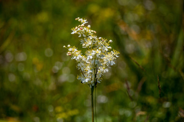 details of colorful flowers