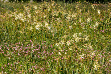 Fototapeta premium Spring blooming meadow