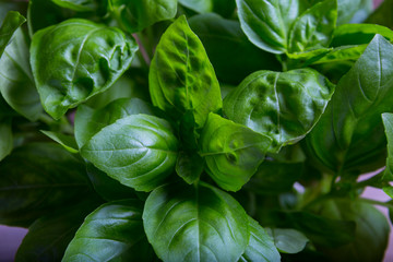 Fresh healthy green basil plant background. An ingredient in Italian cooking