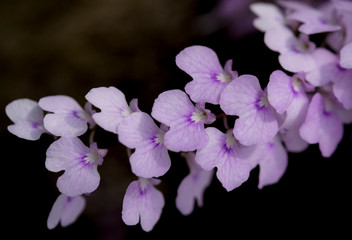 Fototapeta na wymiar Soft focus of delicate violet orchid bouquet on dark background.(Ionopsis utricularioides)