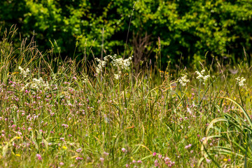 Spring blooming meadow