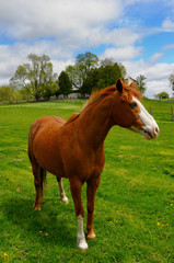 Bue eyed chestnut horse in a pasture on a farm in Goodwood Ontario