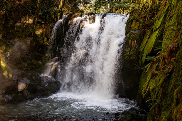 McDowell Creek Lebanon Oregon Cascade Range Forest