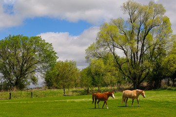 Chestnut and Palomino horses walking in a green pasture in Spring on Oak Ridges Moraine