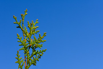 Branches of young green leaves on a background of blue sky. Place for an inscription.