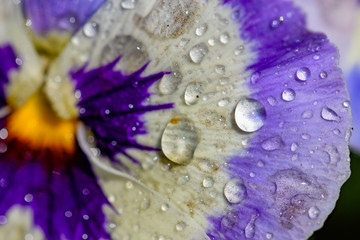 Macro flower with dew drops 