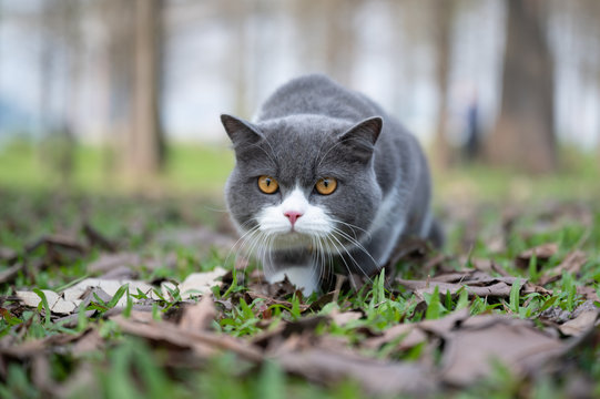 British shorthair cat marching on grass