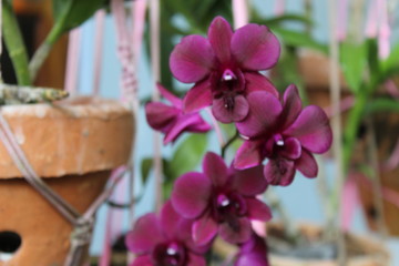 Blooming purple dendrobium orchids on hanging pot 