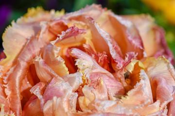 Close up petals on flower