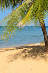 Fototapeta na wymiar Summer background tropical seascape green palm tree on the sea view. Sandy beach no people