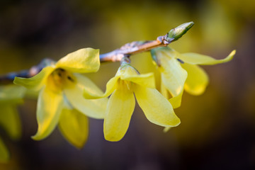 Yellow spring blooming forsythia