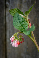 Pink comfrey spring flower herbal medicine