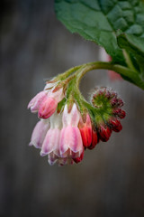 Pink comfrey spring flower herbal medicine