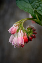 Pink comfrey spring flower herbal medicine