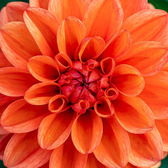 Summer blooming Dahlia Flower