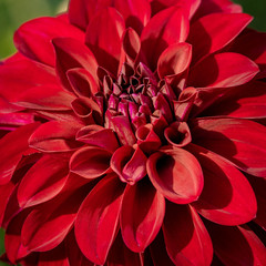 Summer blooming dahlias