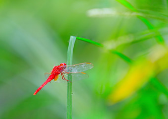 A dragonfly perched on a grass branch