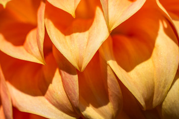 Summer blooming dahlias