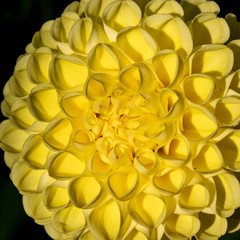 Summer blooming dahlias