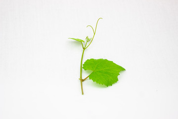 Leaf nature green isolated white background