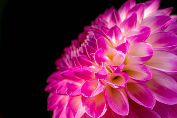 Summer blooming dahlia