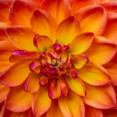 Obraz premium Summer blooming dahlia