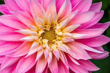 Summer blooming dahlia