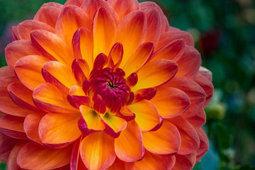 Summer blooming dahlia