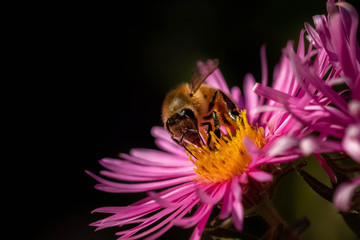 Honey bee pollinating in pink fall aster