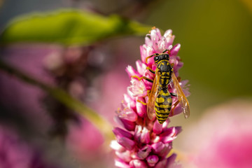 Fototapeta premium Pollinator on flower kiss me over the garden gate