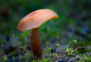 Oregon fall mushrooms in the forest