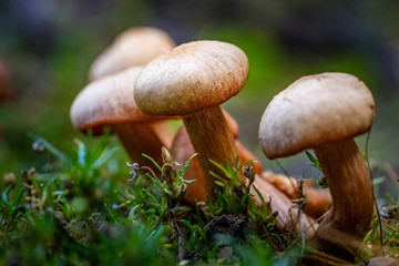 Oregon fall mushrooms in the forest