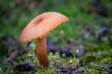 Oregon fall mushrooms in the forest